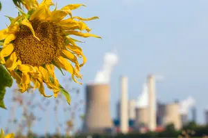 Sunflowers growing near the Niederaussem coal power plant in Niederaussem, Germany.
